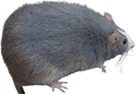 :fatrat: