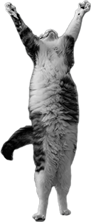 :kitty_alpha: