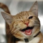 :catwink: