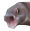 :pogfish: