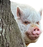 :bigpig: