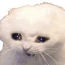 :sadcat2: