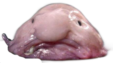 :blobfish: