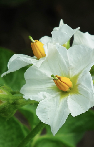 * Potato plants belong to the nightshade family (Solanaceae). The flowers and young tubers contain compounds called glycoalkaloids, which are poisonous The full grown tubers generally don’t contain enough to cause harm. I’d be long gone they did. Big white flowers with  bright yellow anthers