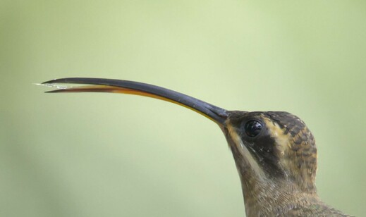 An extreme close-in crop of the head of a brown hummingbird with a very long bill and a black bandit's mask. The bill is open and a clear tongue is thrusting out. This is the Long-billed Hermit, and the birb was hovering at a nearby feeder. Canopy Tower, Panama. Photo by Peachfront. April 2025.