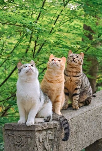 Three kitties on a ledge looking up