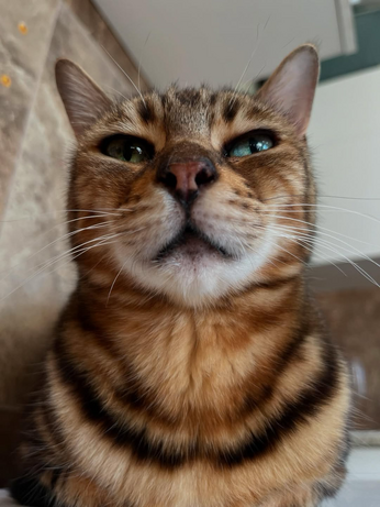 A close-up, low-angle shot of a striped cat's face.