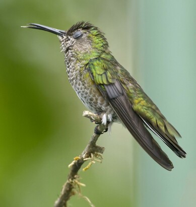 A hummingbird with iridescent green upper parts and spotty underparts sit on a lichen covered branch against a blurred greenish background. Her head is lifted, her bill is open with her tongue tip protruding, and her eye is closed in what looks like a visible expression of distaste.  This is a female "traditional plumage" White-necked Jacobin, and I'm confident she likes the food just fine, it's the whirlwind of dozens of other hummingbirds in the area that she could do without.  After all, as Sartre said, Hell is Other Hummingbirds!  Canopy Tower, Panama. April 2025. Photo by Peachfront.